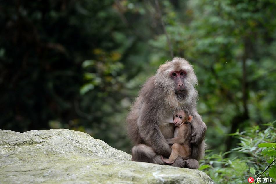“猴王”护猴儿 Monkey "King" and his monkey group 