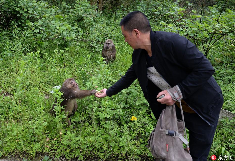 “猴王”护猴儿 Monkey "King" and his monkey group 