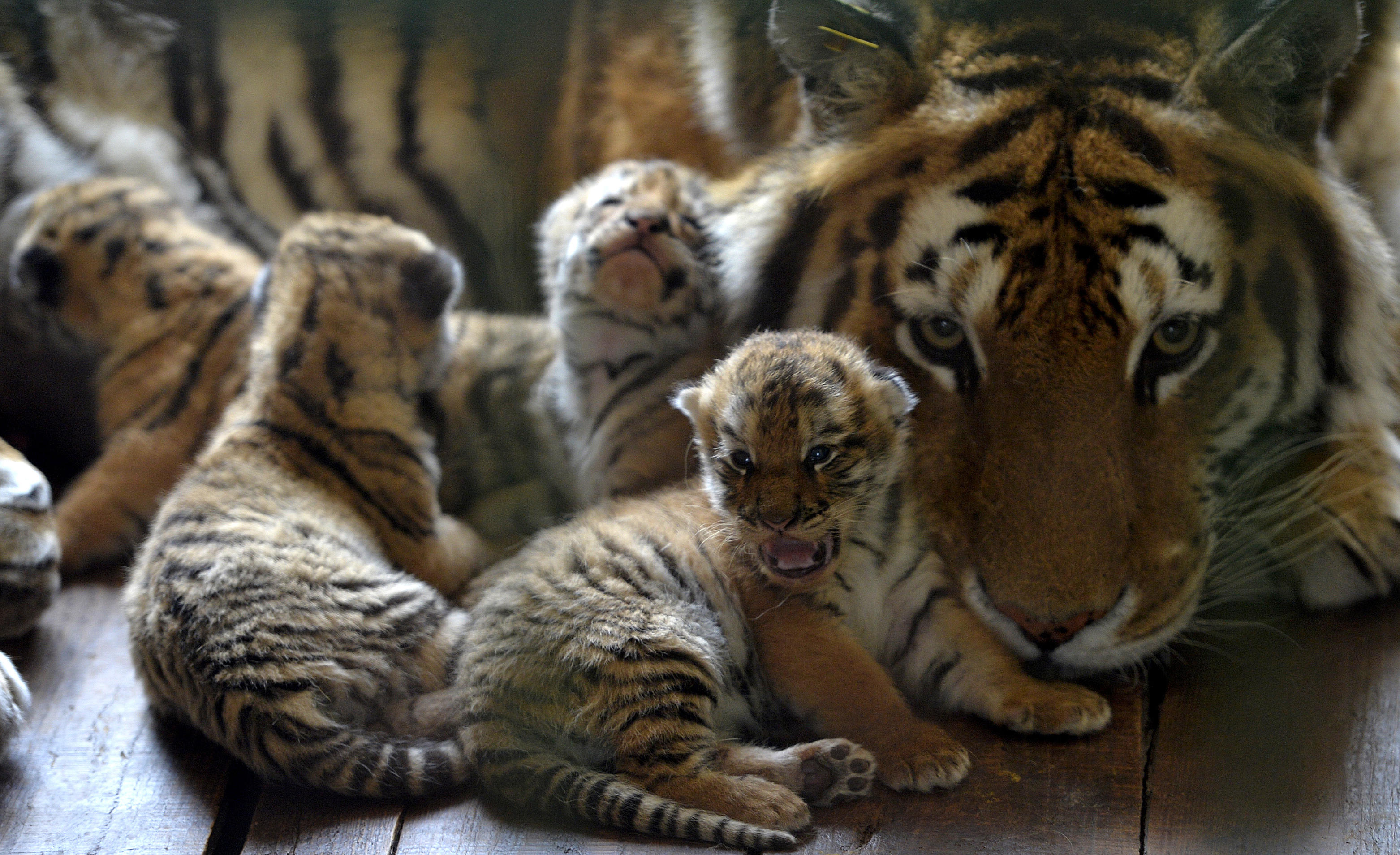 siberian tiger cubs and mother