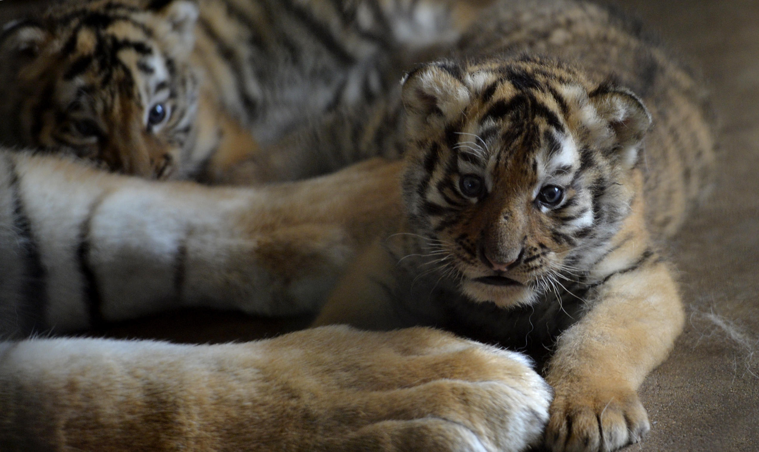 Cute Siberian Tiger Cubs from Hungary 