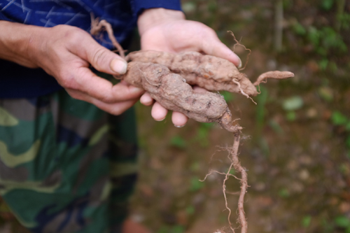 A close up of a Chinese knotweed root from the field of Guo Houzhen, a local resident of Dong Village in Jiangxi Province. [Photo: China Plus/Wang Lei]