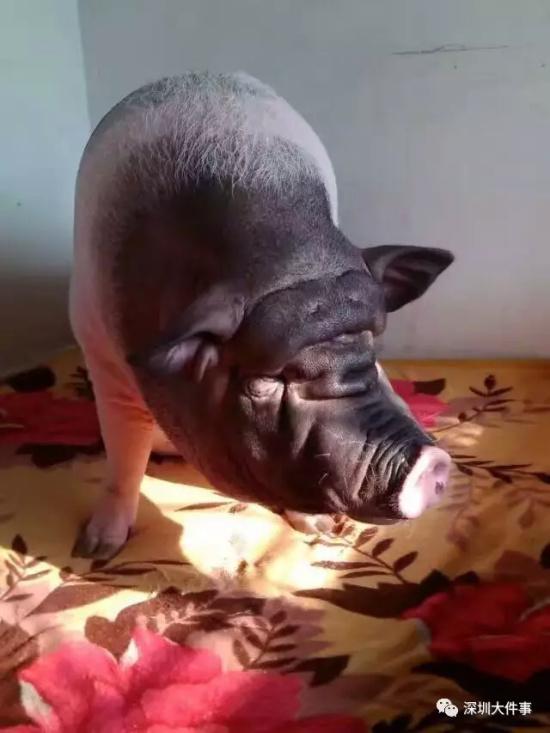 Dudu the adult pig at eight years old [Photo: WeChat]