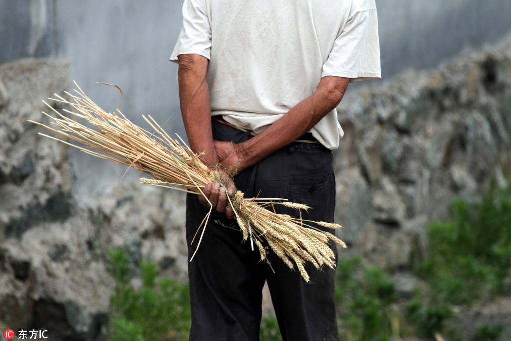 中国的麦收季节到了！It's wheat harvesting season in China!