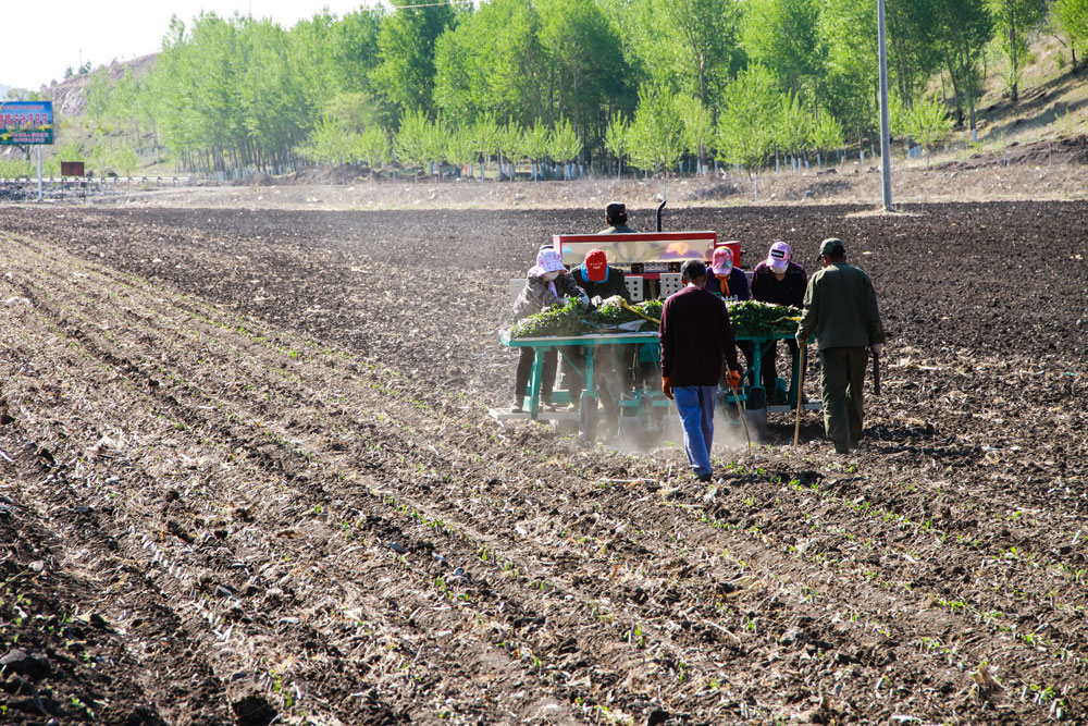 A photo showing planting Cooperative workers plant Beta vulgaris. [Photo: China Plus/Hou Yiguang]