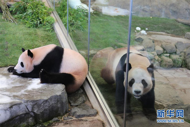 Panda twins Youhin(left) and Kaihin in Japan's Wakayama Adventure World.[Photo: Xinhua]