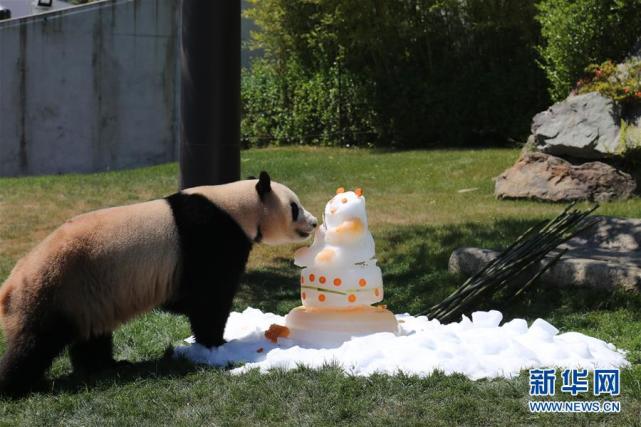 Panda Yuhin enjoy an ice cream cake in Japan's Wakayama Adventure World.[Photo: Xinhua]