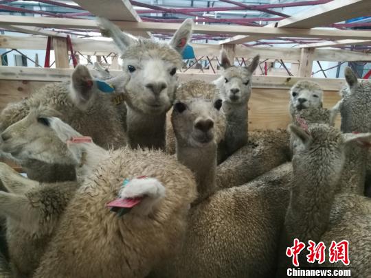 The alpacas were selected by Chinese experts from one of the biggest alpaca farms in Australia. [Photo: Chinanews.com]