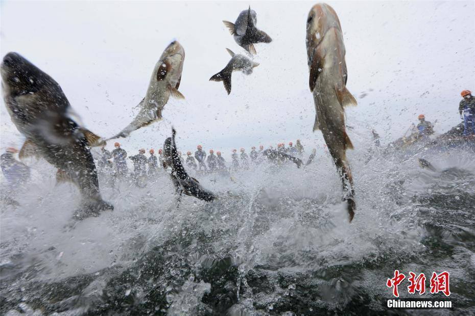 千岛湖万鱼跃起 Fishing season marked in Qiandao lake
