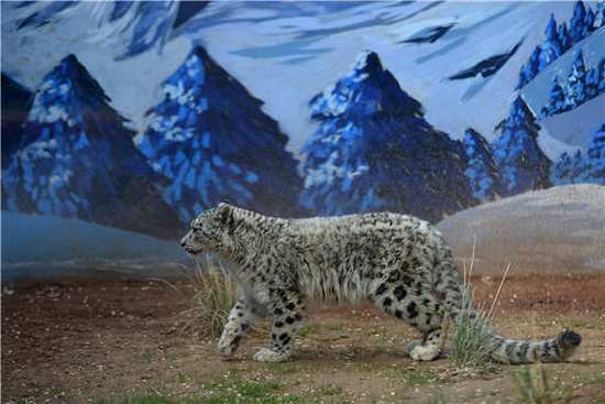 The first artificially bred snow leopard in the snow leopard pavilion at the Tibetan Plateau Wildlife Park in Xining, Qinghai Province, on June 10, 2017. [Photo: 163.com]