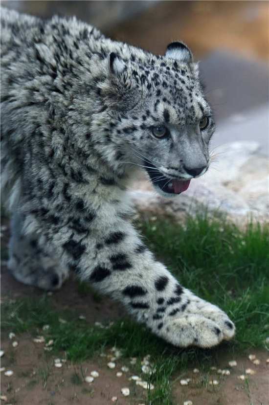 The first artificially bred snow leopard in the snow leopard pavilion at the Tibetan Plateau Wildlife Park in Xining, Qinghai Province, on June 10, 2017. [Photo: 163.com]