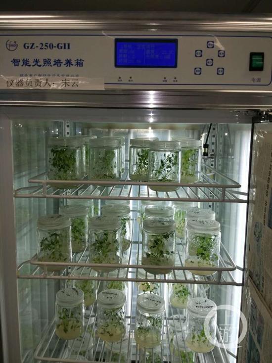 Chinese scientists conduct experiments on the cultivation of tomato seeds. [File photo: 163.com]
