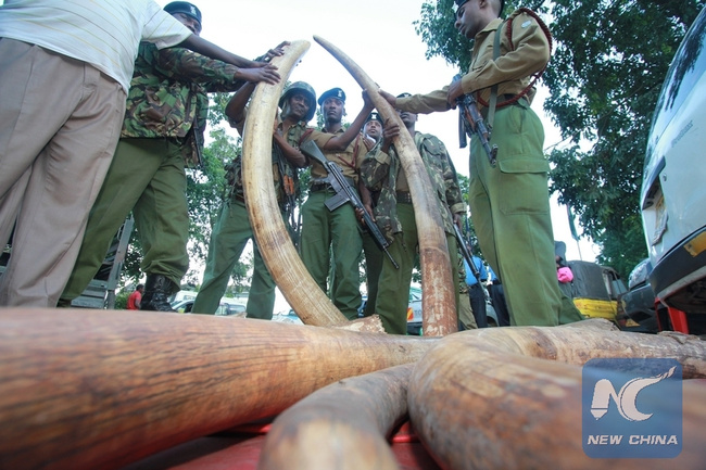 File photo taken on June 5, 2014 shows Kenyan police officers check 302 pieces of ivory, including 228 elephant tusks seized in a warehouse during a raid in the port city of Mombasa. [File photo: Xinhua]