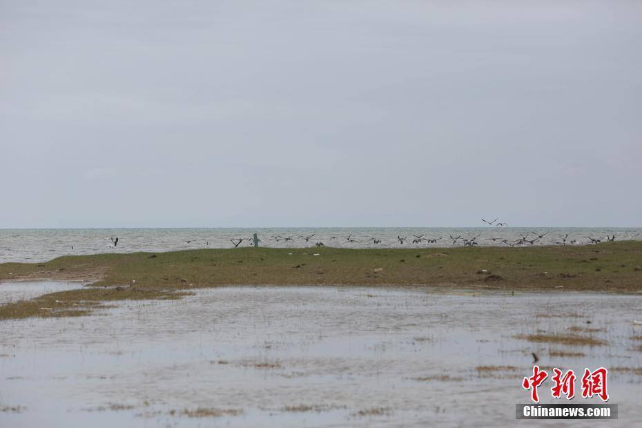青海湖裸鲤"逆流而上" Migratory fish swim against the stream in Qinghai Lake