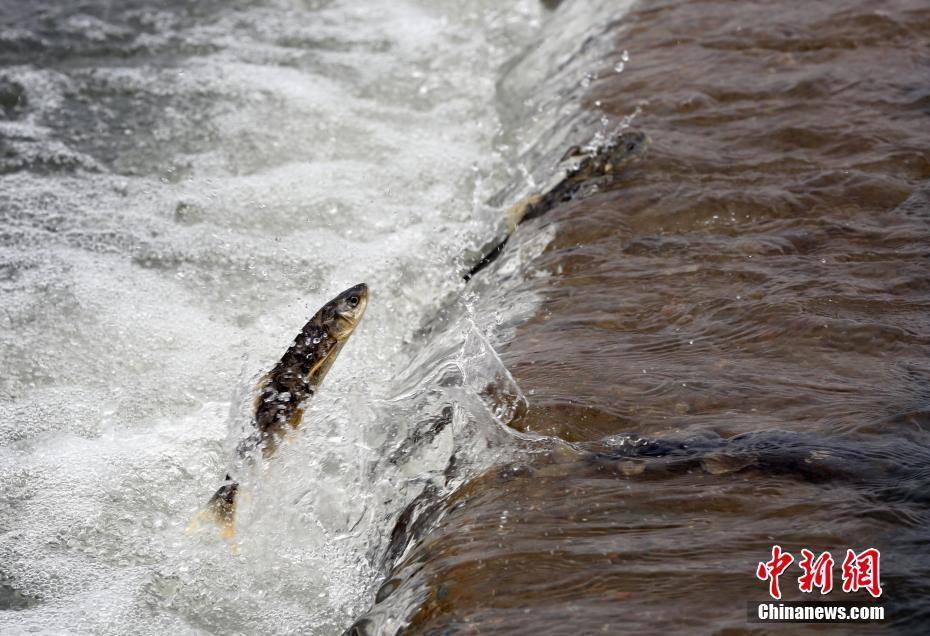 青海湖裸鲤"逆流而上" Migratory fish swim against the stream in Qinghai Lake