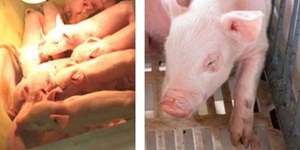 The world's first case of robot-involved pig cloning hailed a success at Nankai University in Tianjin, July 3, 2017. [Photo: sina.com.cn]