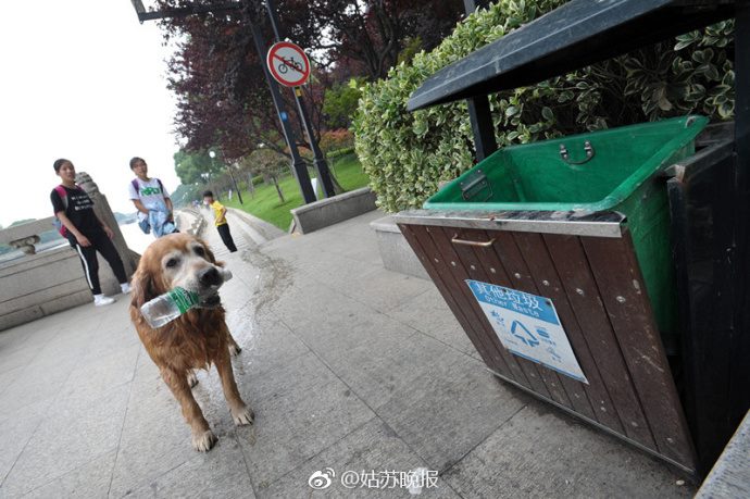 爱捡瓶子的“环保狗” "Eco-dog" loves picking up littered bottles 