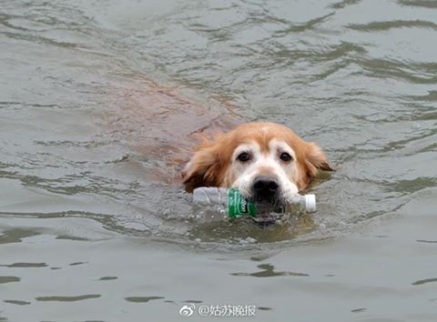 爱捡瓶子的“环保狗” "Eco-dog" loves picking up littered bottles 