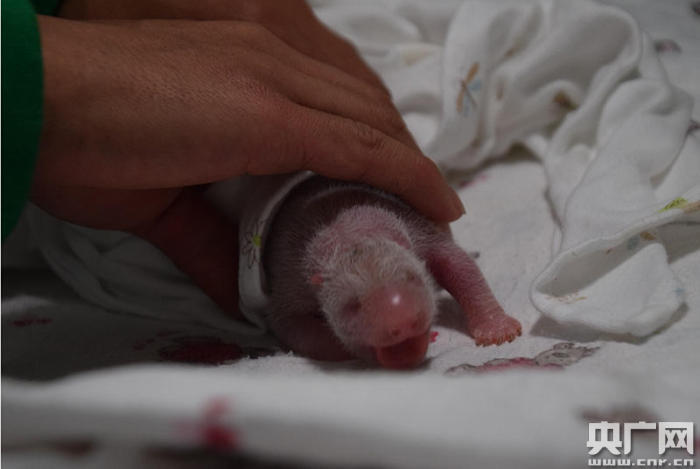 A panda cub weighing 216 grams is born on July 31, 2017 at the Giant Panda Research Base in Sichuan province.[Photo: cnr.cn]