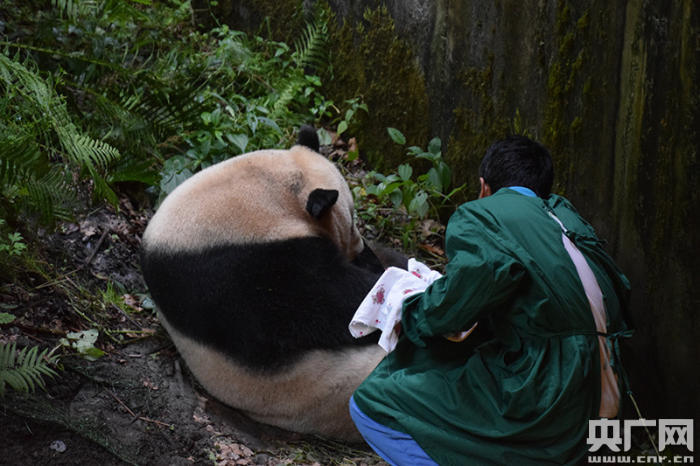 Cao Cao, the world's first giant panda in captivity to interbreed with a wild giant panda, gives birth to a cub July 31, 2017.[Photo: cnr.cn]