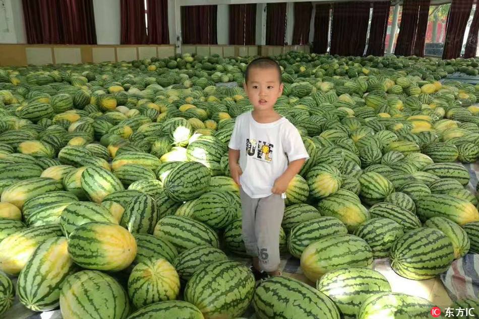 学校为助贫困生狂购26吨西瓜 University buys 26 tons of watermelons for a single time