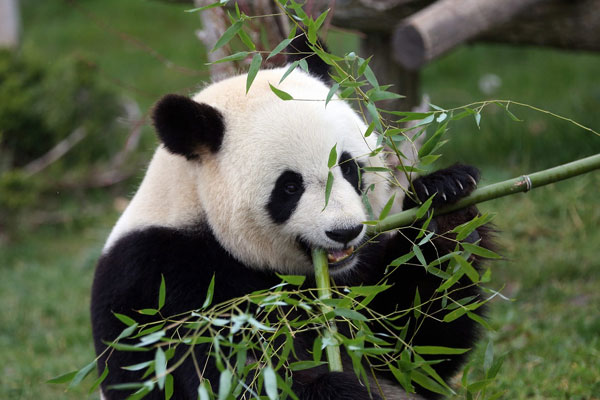 A file photo of giant female panda Huan Huan, which is on loan to France from China. [Photo: Imagine China]