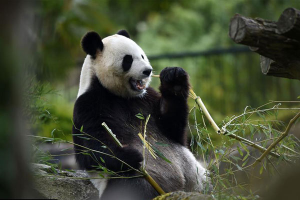 A file photo of Huan Huan, a giant panda on loan to France from China. [Photo: Xinhua]