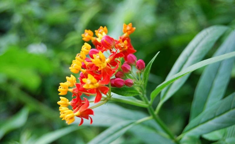 Butterfly weed [File Phoeo: plant.cila.cn]