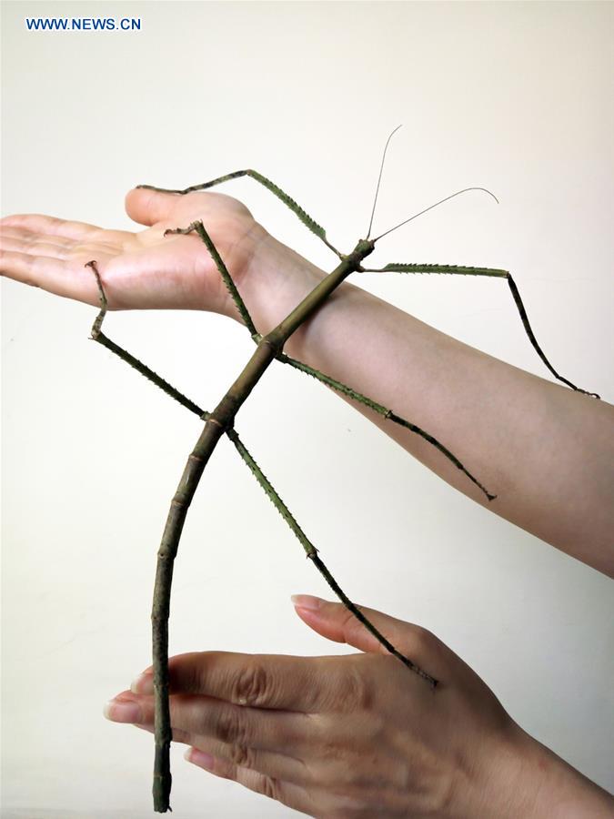 The file photo shows the then world's longest insect on the forearm of an adult in 2016. The Insect Museum of West China in Chengdu, capital of southwest China's Sichuan Province, said that insect was 62.4-cm-long. [Photo: Xinhua]