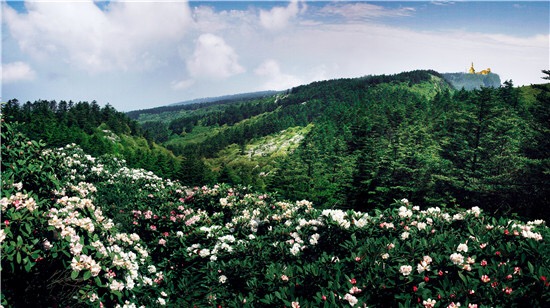 Sea of flowers in Mount Emei. [Photo：Mount Emei scenic area]