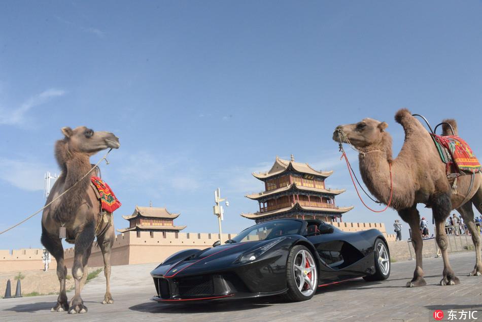 法拉利和骆驼上演“速度与激情”？Ferrari and camels play "The Fast and The Furious?"