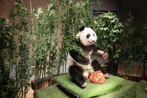 The first giant panda plastinated specimen in the world is on display at the Mystery of Life Museum in Dalian. [Photo: thepaper.cn]