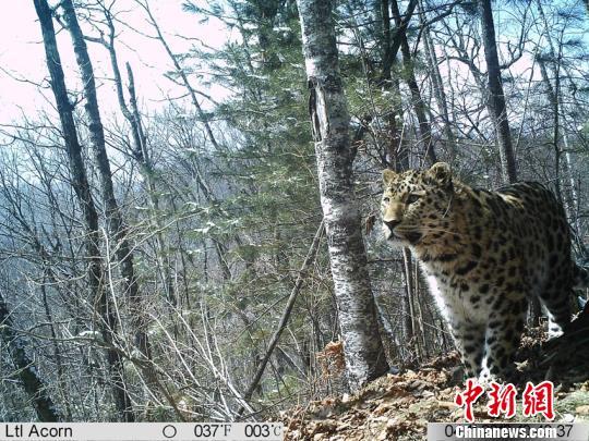 The administration for the much-anticipated tiger and leopard national park was officially inaugurated in Changchun, capital of northeast China's Jilin Province, August 19, 2017. [File Photo: Chinanews.com]