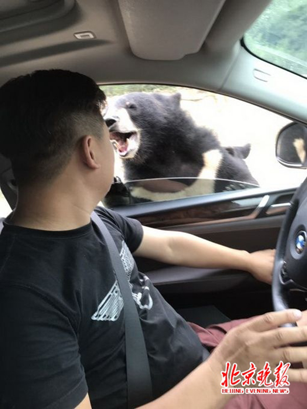 Chen's friend captures bear attack on August 18, 2017. [Photo: Beijing Evening News]