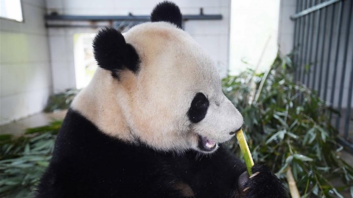 Giant panda returning from US ends one-month quarantine - China Plus